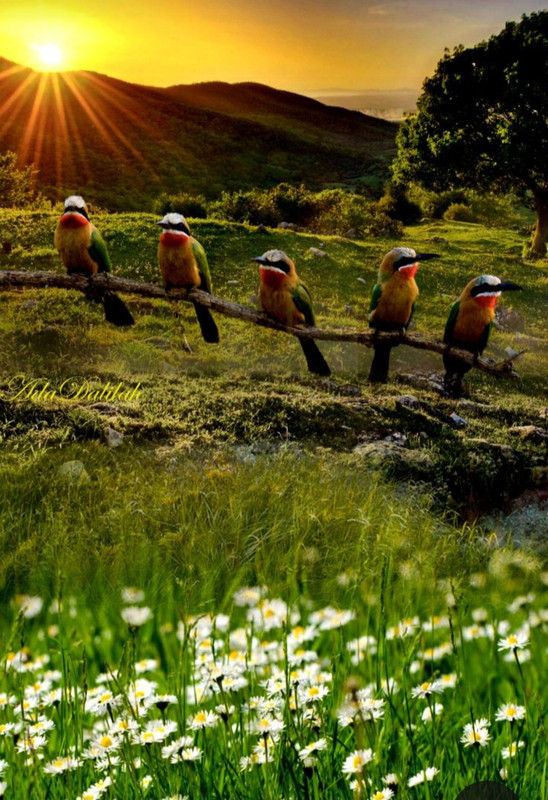 Screenshot_20240324_215436_Pinterest