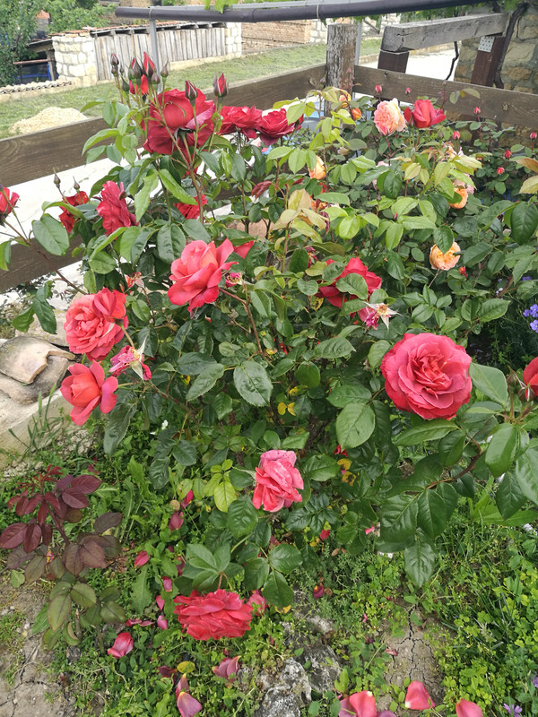 IMG_20230604_092019