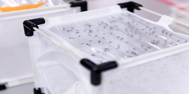 10 choses que vous ne saviez probablement pas sur les laboratoires de moustiques