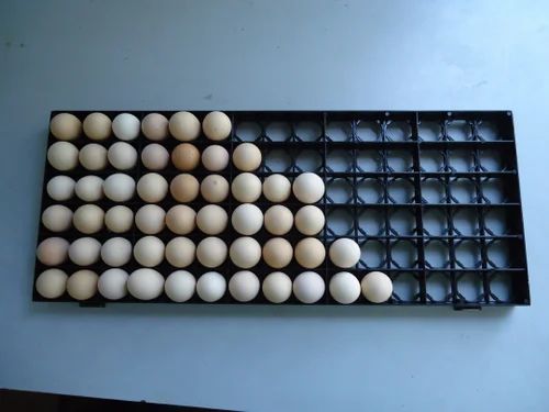 Fertilized hatching eggs for incubators and hatchery operations