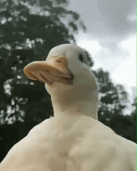 0Vp6b-Wc.gif