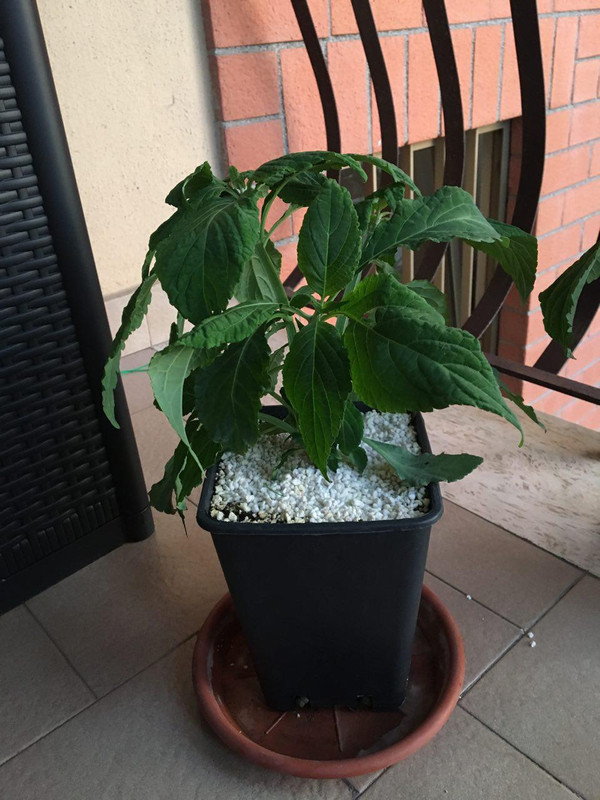 photo_2018-06-20_12-29-58 (3)