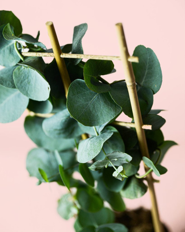 Eucalyptus