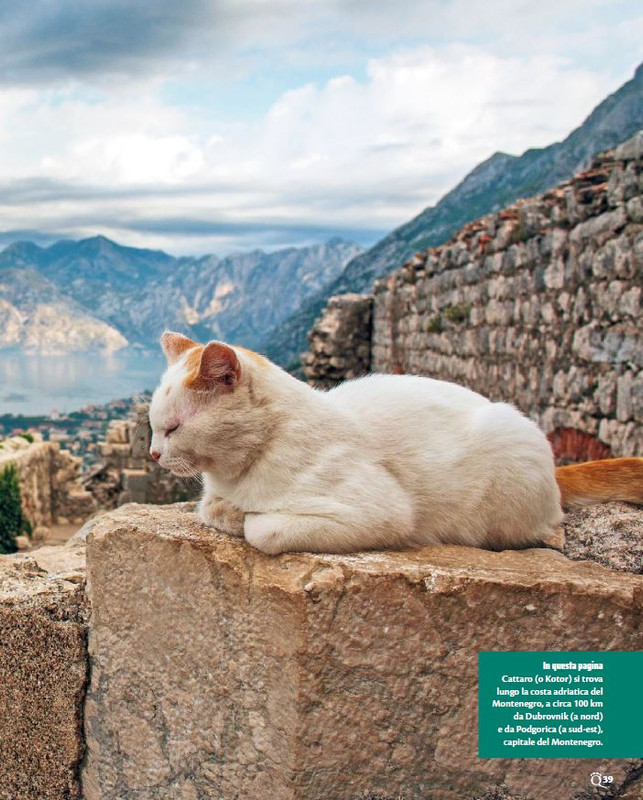 QuattroZampe Set 2023 (4)