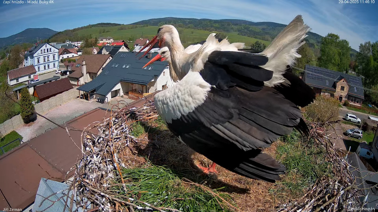 Tiešraides kamera — Mladé Buky — stārķa ligzda 4K 13-53-45 screenshot