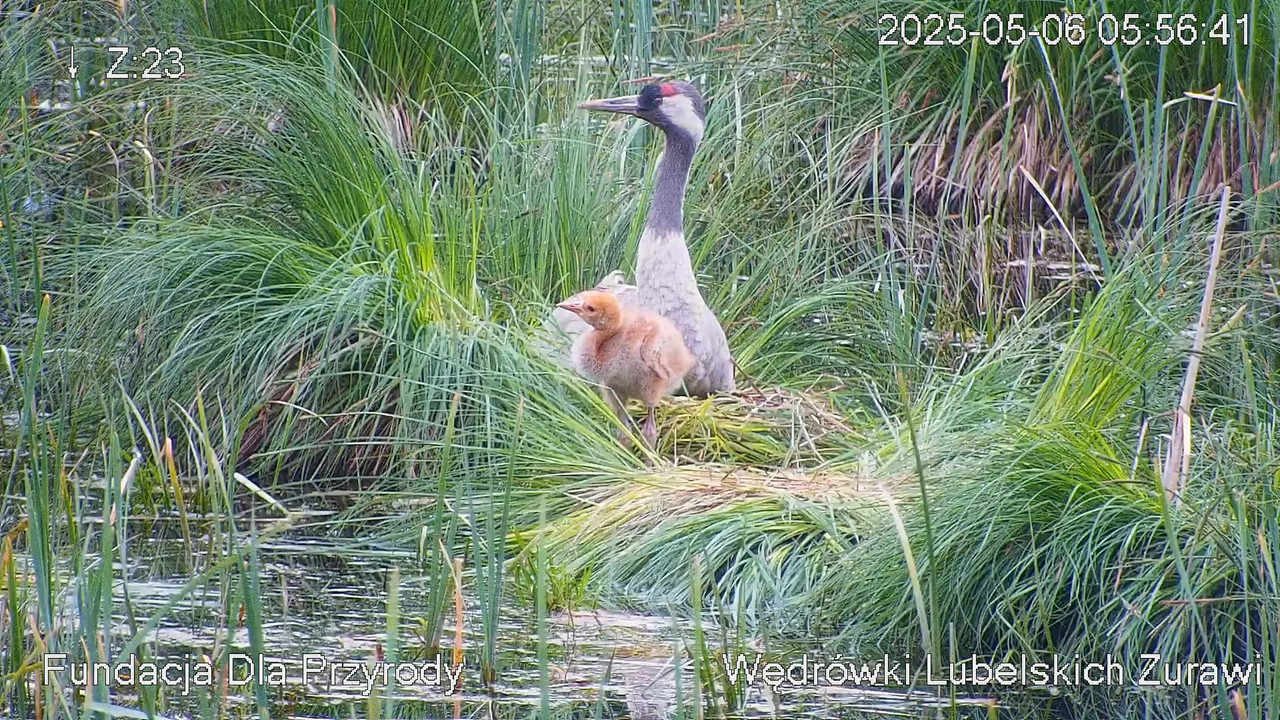 Kamera na żywo gniazdo żurawia, okolice Poleskiego PN. Live cam nesting common crane, Polesie Poland