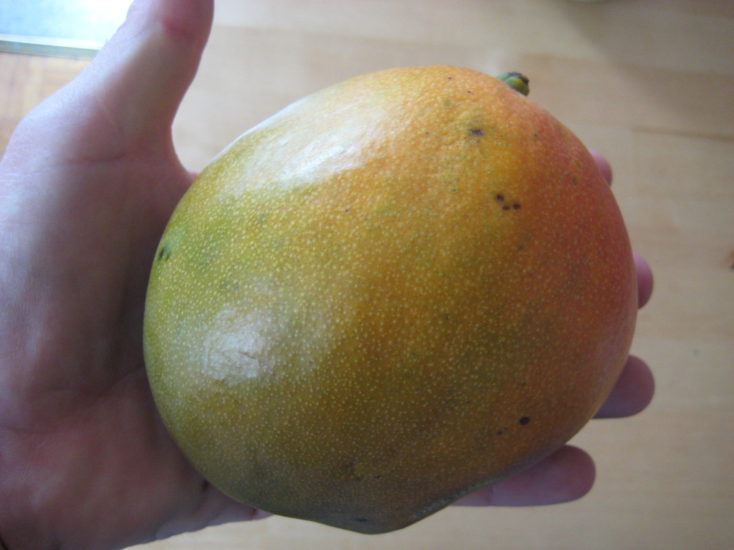 Mango cv Amelie 04.2014 IMG_1128