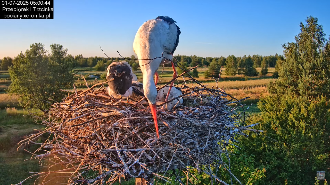 01072025bociany6