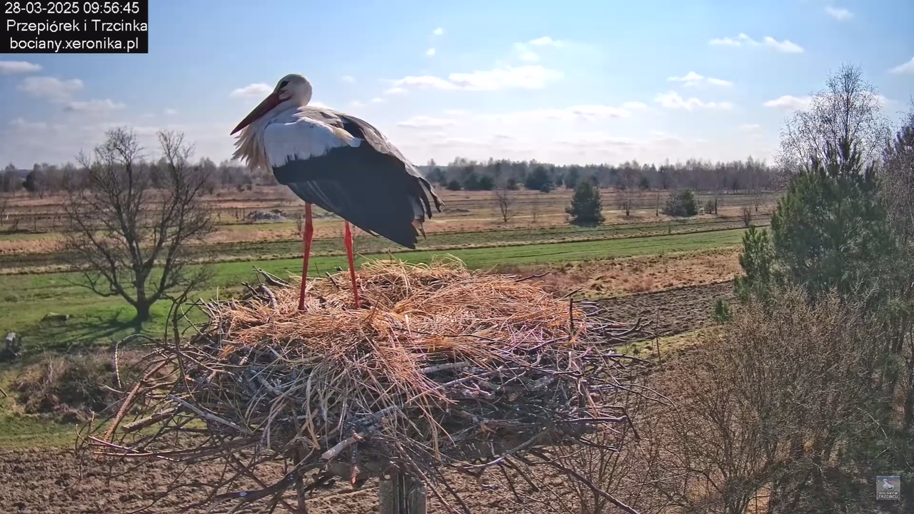 bociany28032025_27