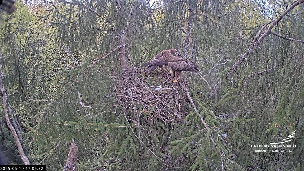 LVM mazais ērglis Lisiņa, egle2 – Lesser Spotted Eagle 15-11-42 screenshot
