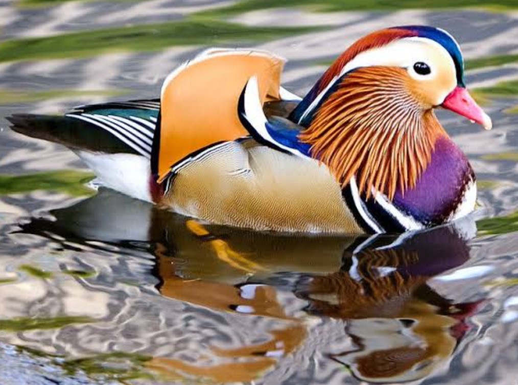 Mandarin