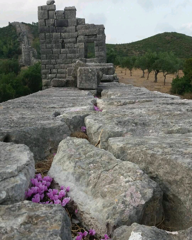 Κυκλάμινο