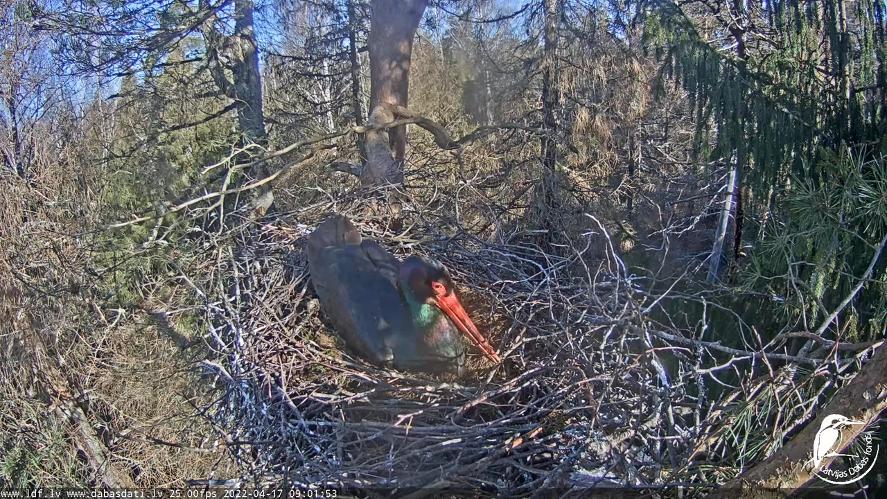 Melnais stārķis (Ciconia nigra) Siguldas novadā - LDF tiešraide 1-49-17 screenshot