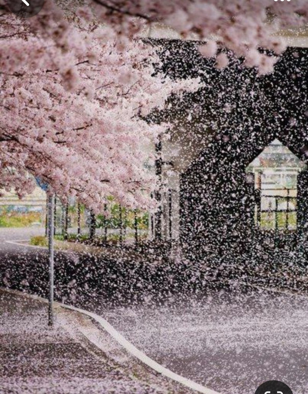 Screenshot_20240331_003513_Pinterest