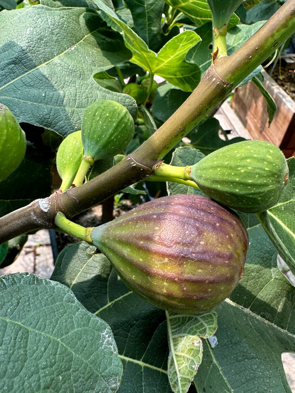 figs-78.jpg