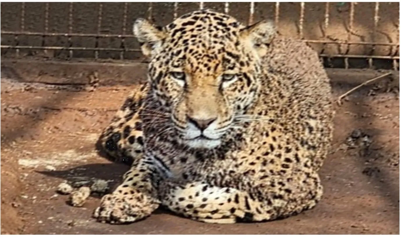 FGR asegura dos tigres y cinco jaguares en Jalisco