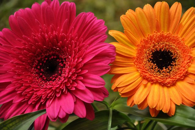 1663099394-24-mykaleidoscope-ru-p-gerbera-sadovaya-oboi-26