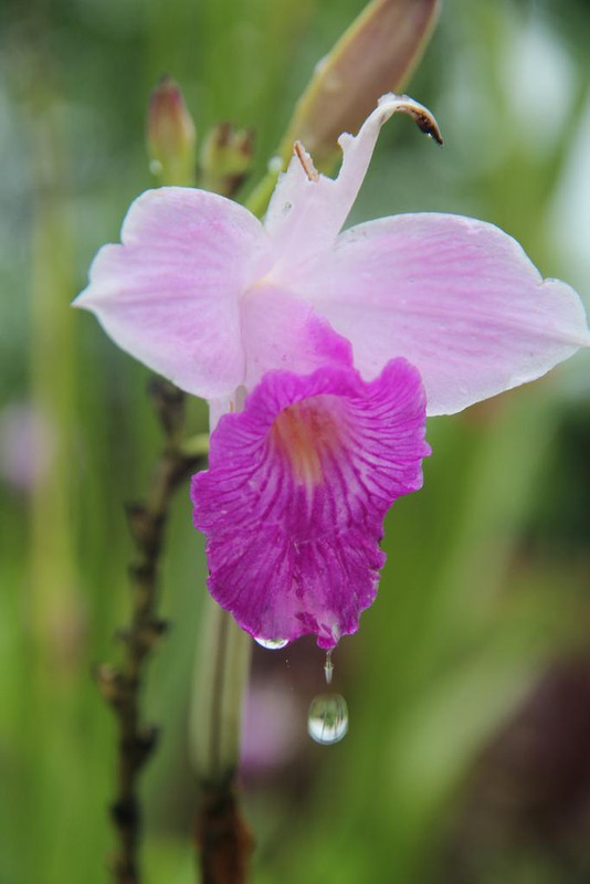 DE TORTUGAS Y PEREZOSOS. COSTA RICA 2019 - Blogs de Costa Rica - DIA 9: CAVERNAS DE VENADO (1)