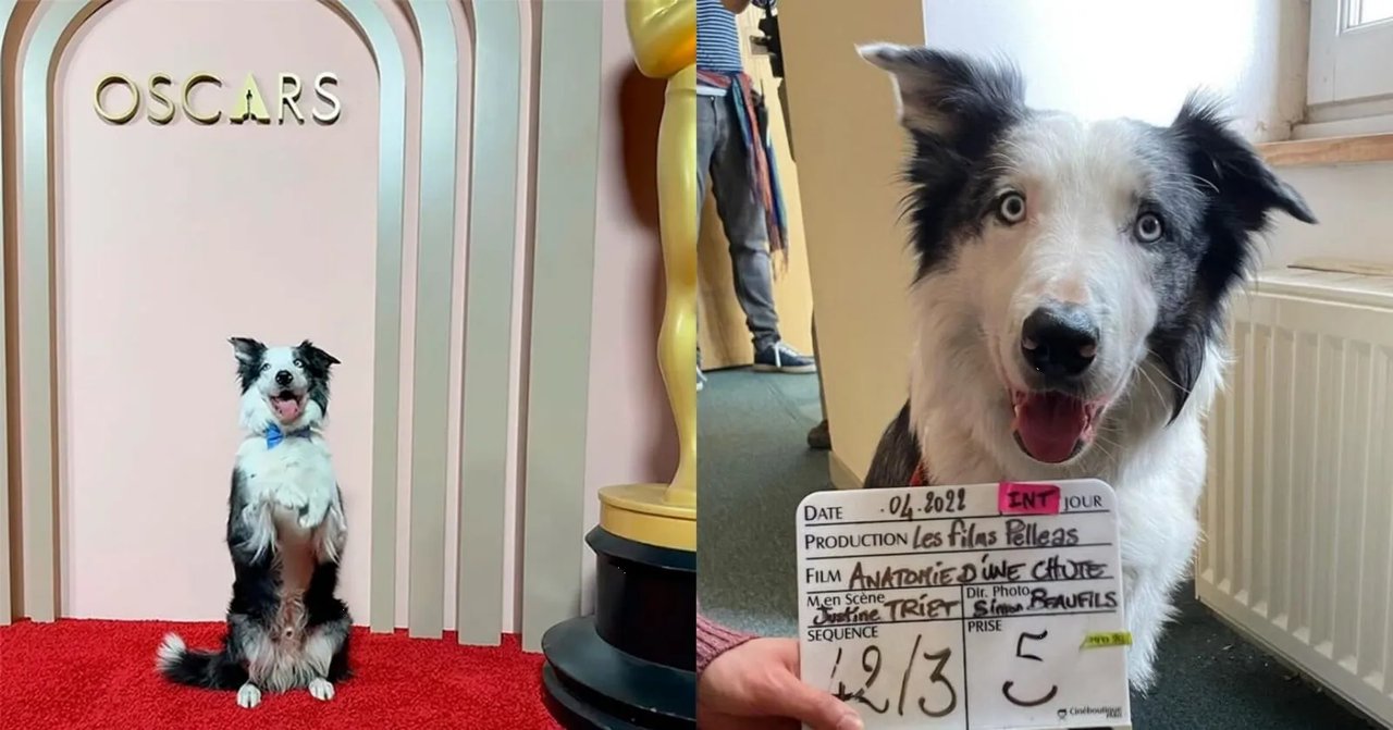 ¿Quién es Messi, el perrito actor que se robó las miradas en los Oscars 2024?