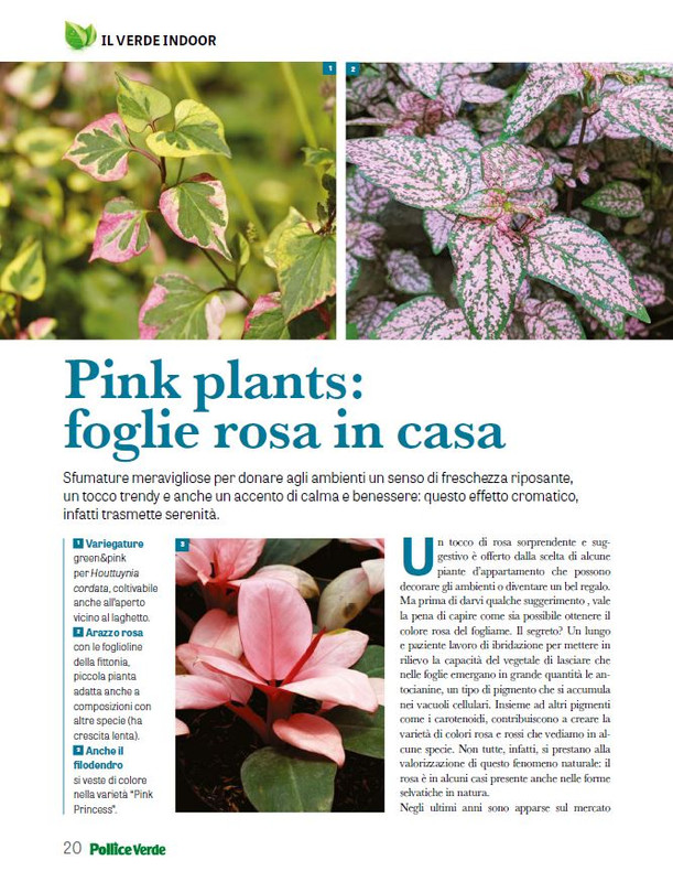 Pol Ver Giu 2025 (1)