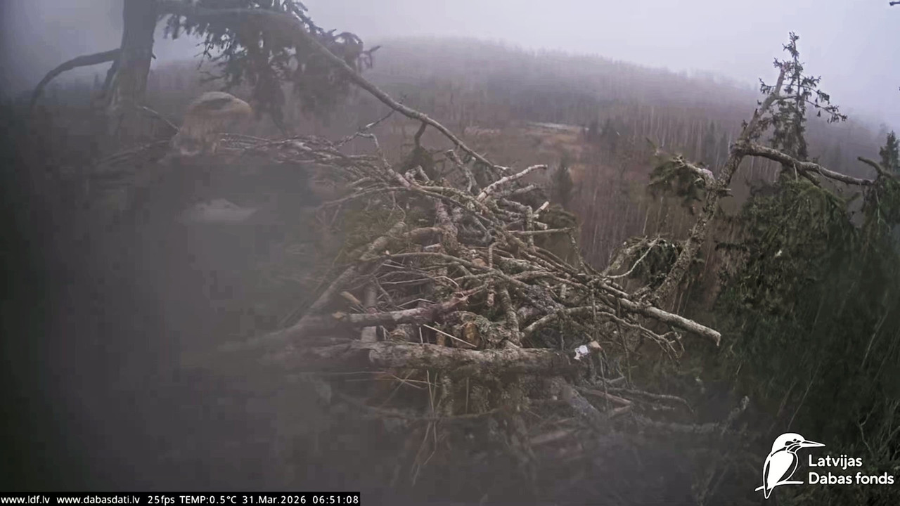 Jūras ērgļi (Haliaeetus albicilla) Durbē 20260331 055324 379