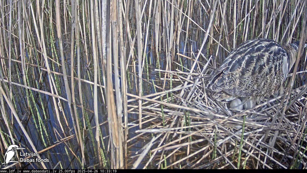 LDF Lielais dumpis (Botaurus stellaris) Zemītes pagastā 12-27-49 screenshot