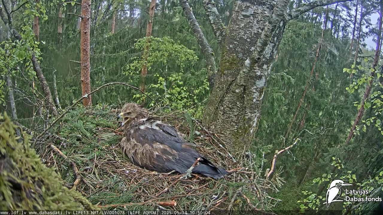 Mazais ērglis (Clanga pomarina), ligzda bērzā 8-55-10 screenshot