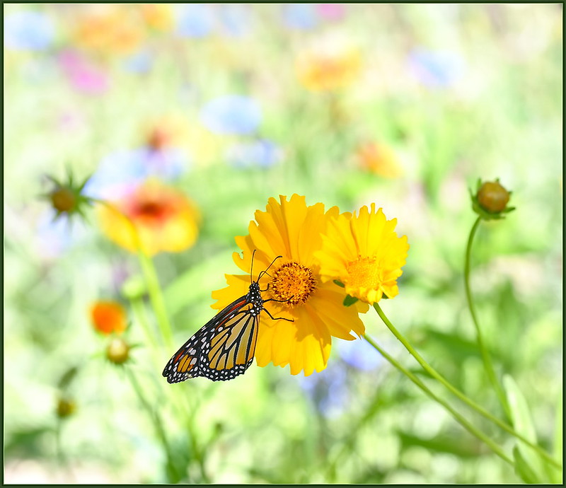 yellow-flower-butterfly.jpg