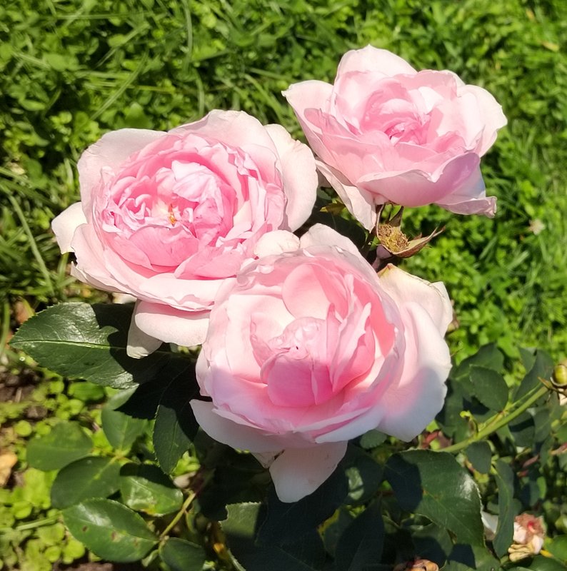 https://i.postimg.cc/PxZgL6cf/017-IMG-20240918-115322-edit-281541803463953.jpg