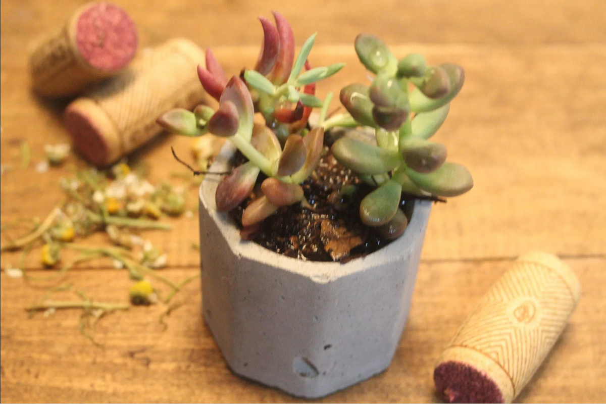 ¿Cómo poner corcho en las macetas? Fertilízalas rápidamente