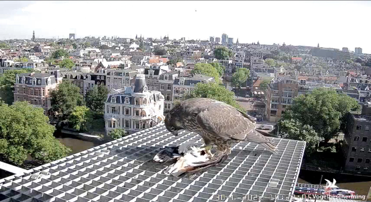 Amsterdam/Rijksmuseum screenshots © Beleef de Lente/Vogelbescherming Nederland - Pagina 34 Video-2022-06-30-102452-Moment-2