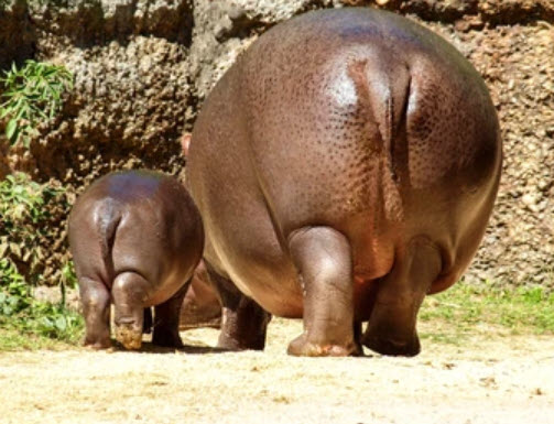 25-08-03 Can you send pics in DM here (hippo booty)