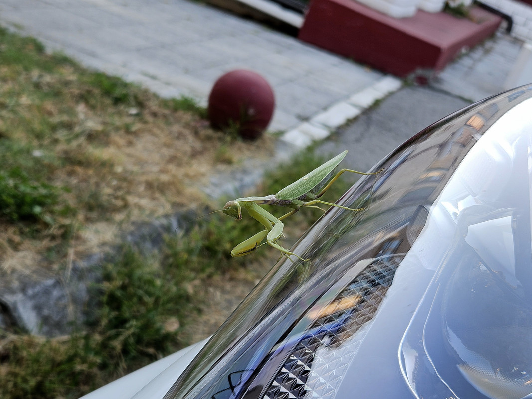 Slika