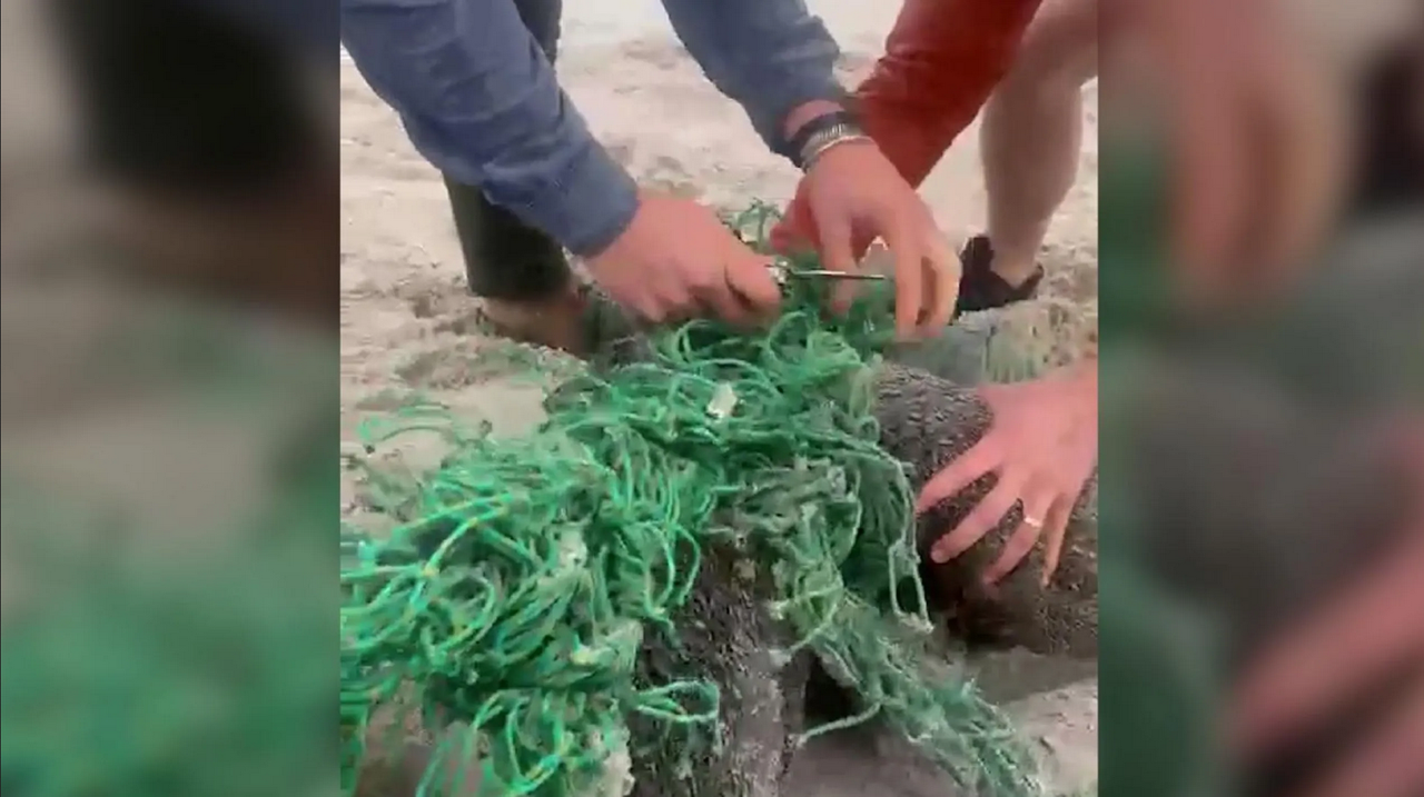 Focas bebés se abrazan tras ser liberadas de la red que las estaba matando: video