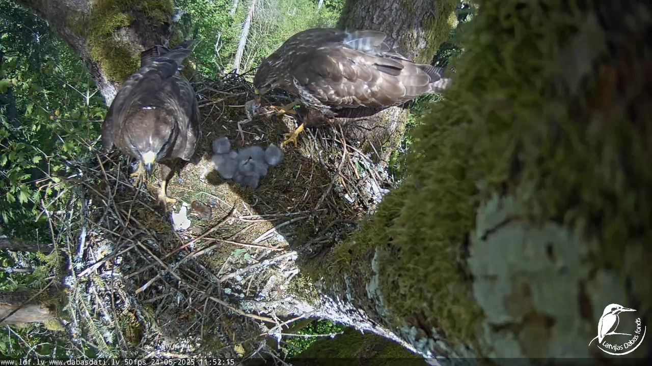 Melnās klijas (Milvus migrans) Kurzemē_ peļu klijāni (Buteo buteo) 13-22-50 screenshot