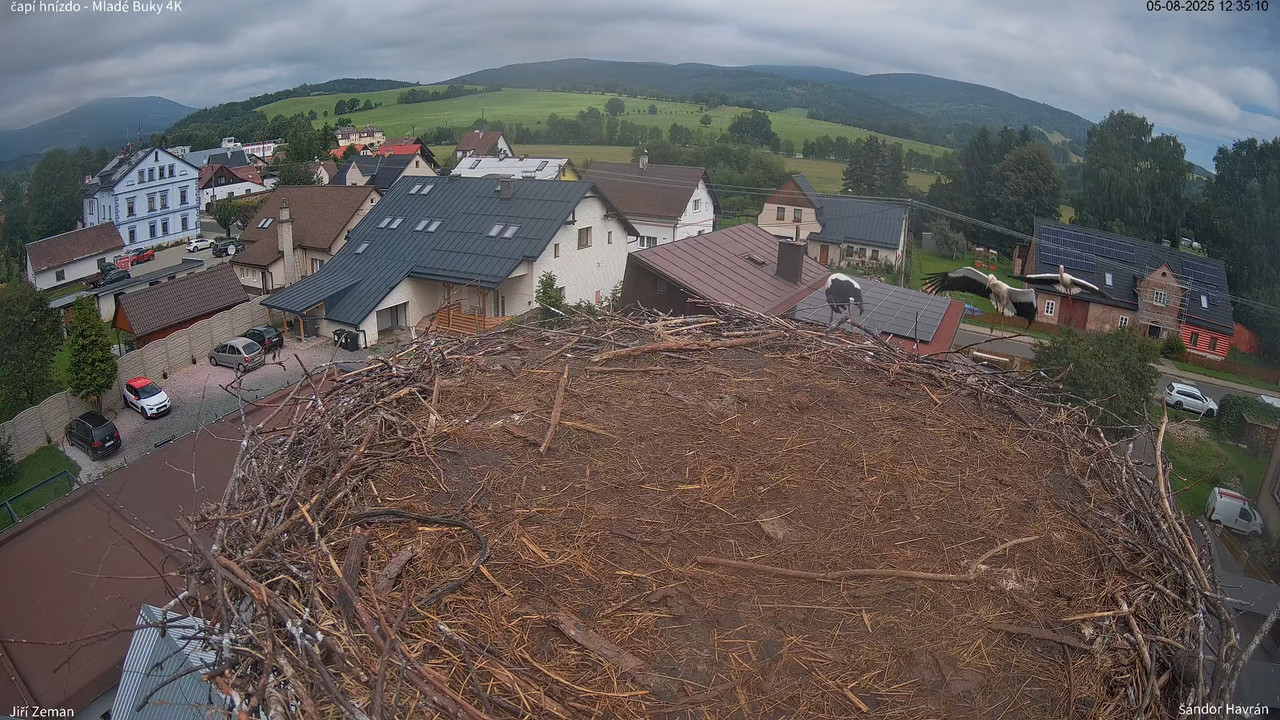 Živá kamera - Mladé Buky - čapí hnízdo 4K 13-42-51 screenshot