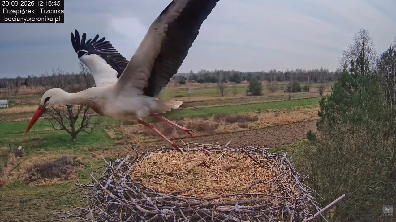 30032026bociany 13
