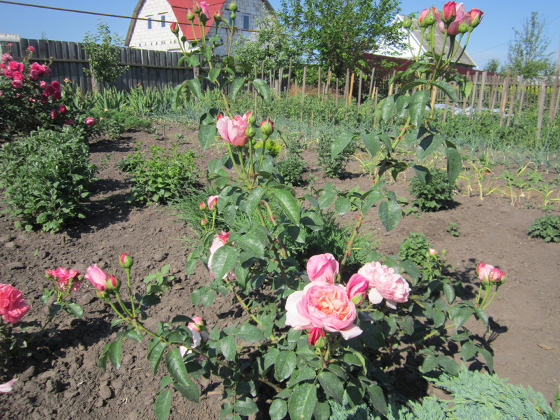 IMG_1842[1]