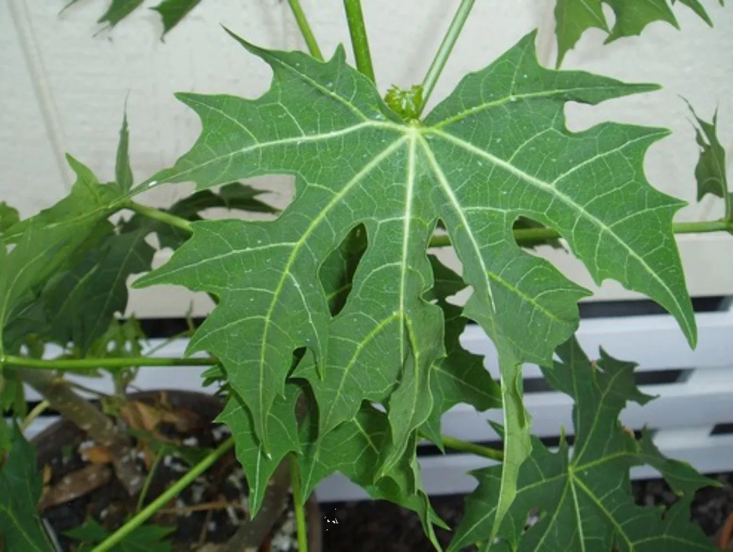 La chaya: Un superalimento verde de la cocina mexicana con increíbles beneficios