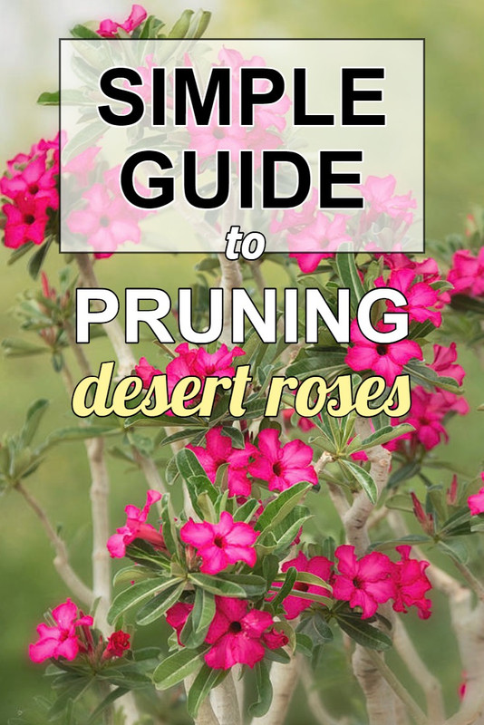 pruning-desert-rose-guide.jpg