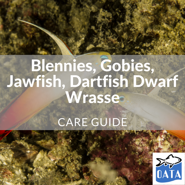 OATA Marine fish guide Blennies... - Lincs Aquatics