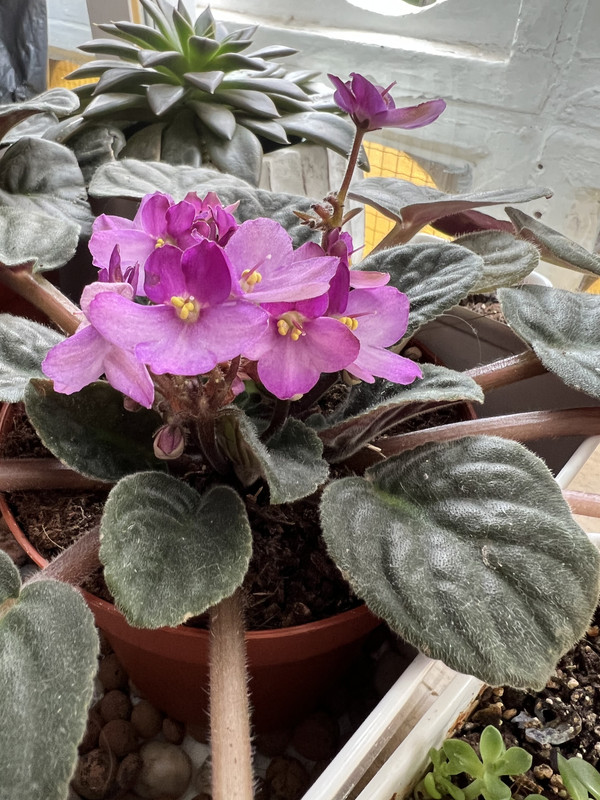 2EF1B496-01CD-4DBD-9870-22672E71607C