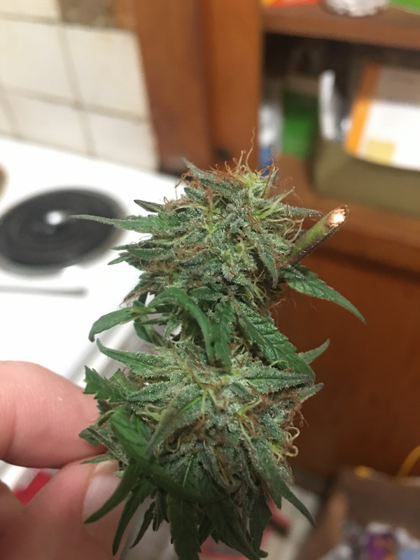 9443F8B8-3ED5-4843-9C15-76239F13233A