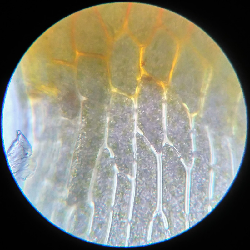 IMG 20250614 112743 HDR