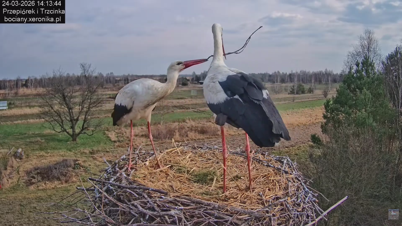 24032026bociany 30