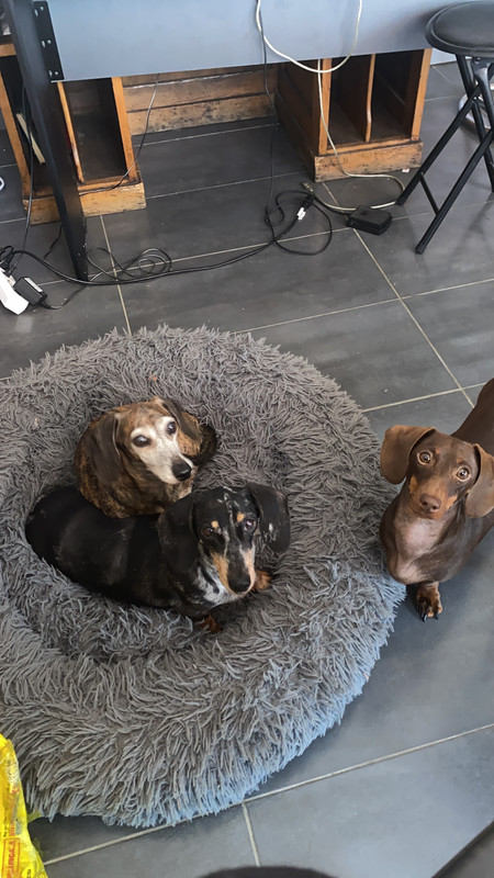 [Image: 423-F2449-0-C1-F-43-AE-AB91-E28578-C01-BD8.jpg]