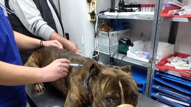 zakynthos pitbull 11122025 1200x675
