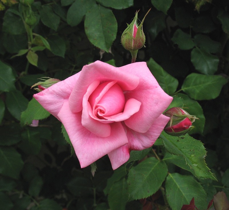 pink-rose-2-small.jpg