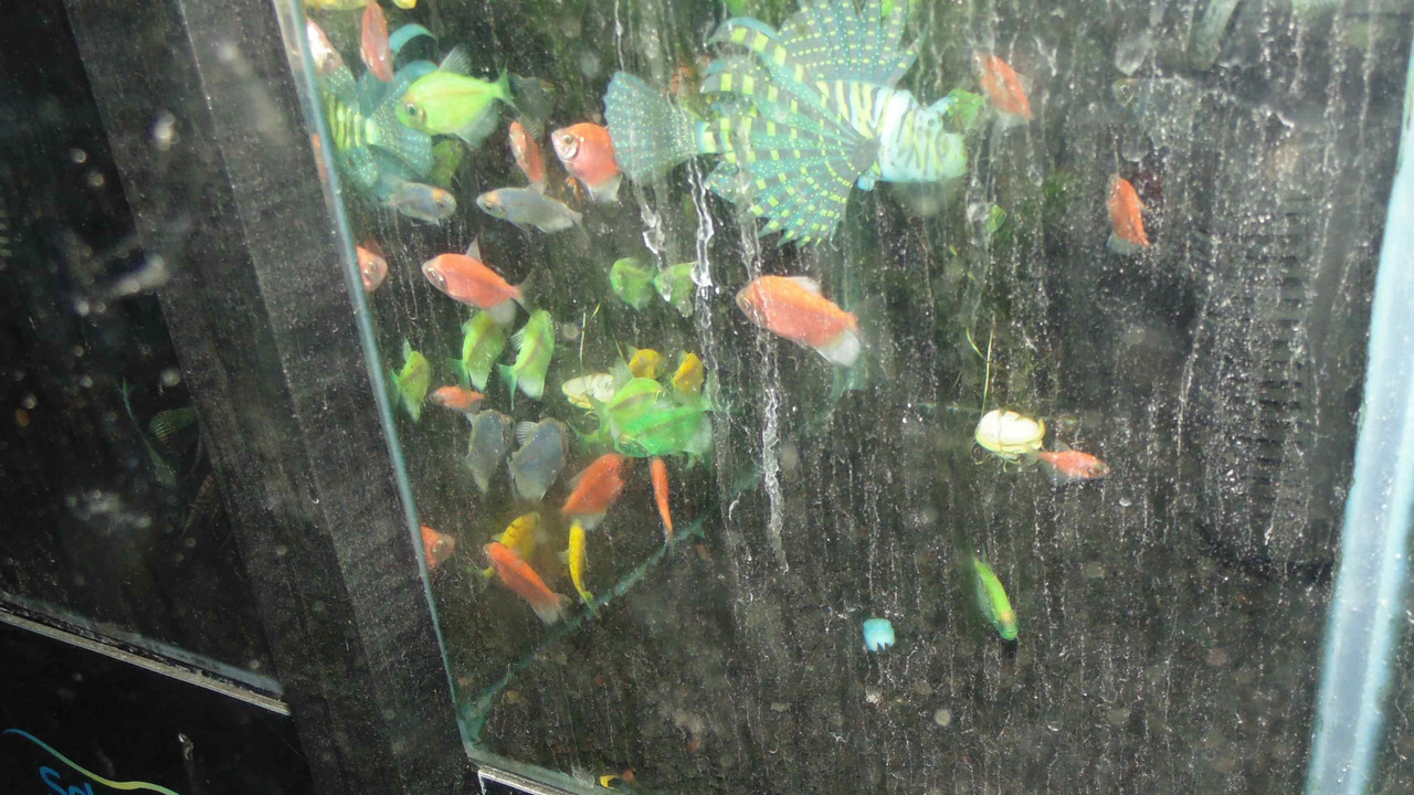 46.5.finger food V (crop)