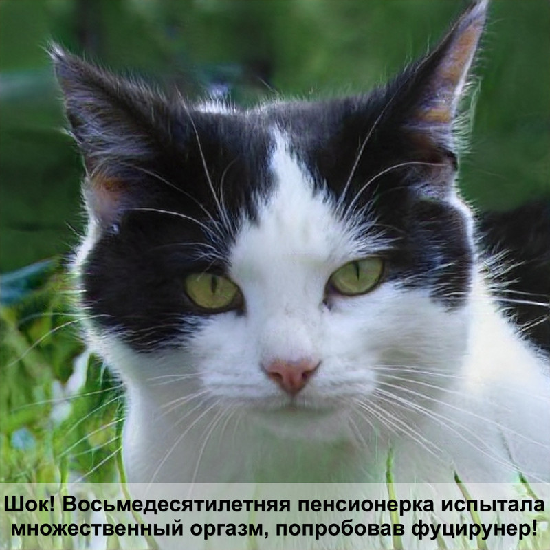 большая кошка леопардового окраса